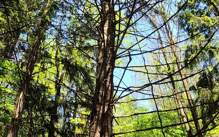 Rose Turner Park - Spencerport, NY