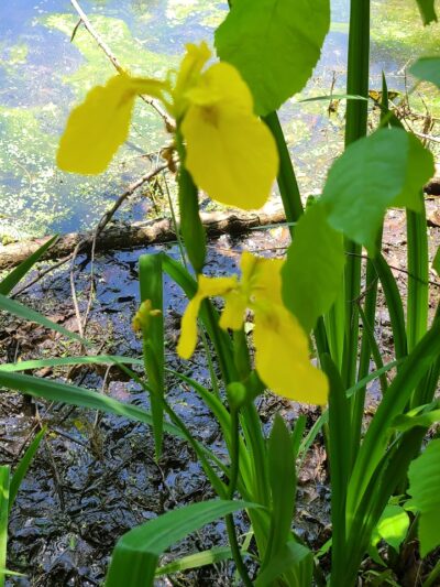 Rose Turner Park - Spencerport, NY