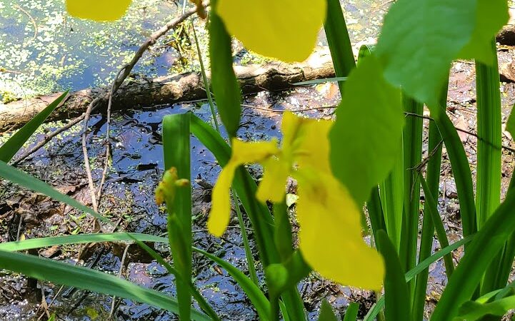 Rose Turner Park - Spencerport, NY