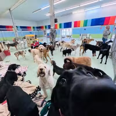 Doggyland Daycare & Boarding - Spokane Valley, WA