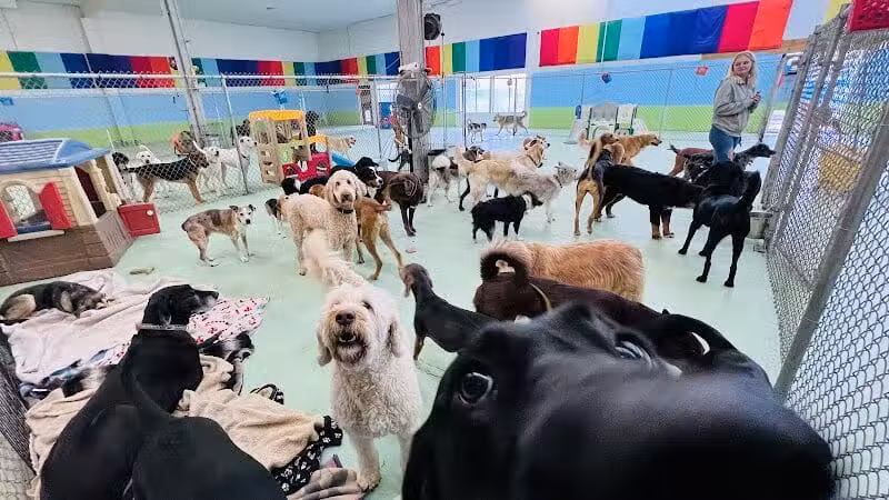 Doggyland Daycare & Boarding - Spokane Valley, WA