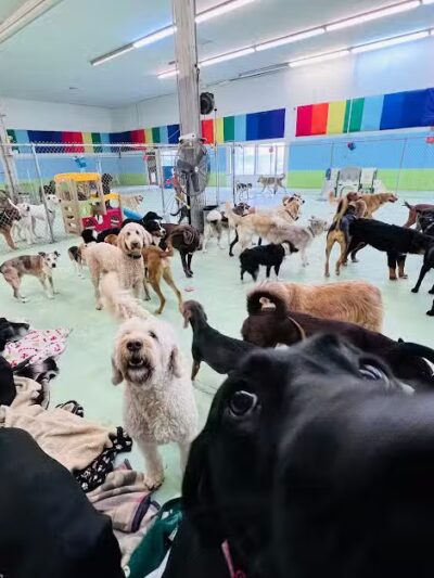 Doggyland Daycare & Boarding - Spokane Valley, WA