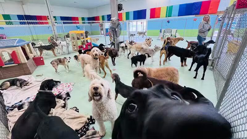 Doggyland Daycare & Boarding - Spokane Valley, WA