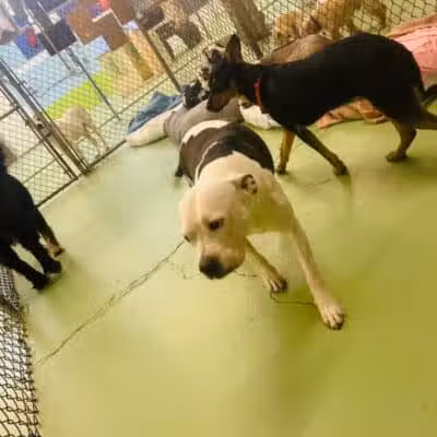 Doggyland Daycare & Boarding - Spokane Valley, WA
