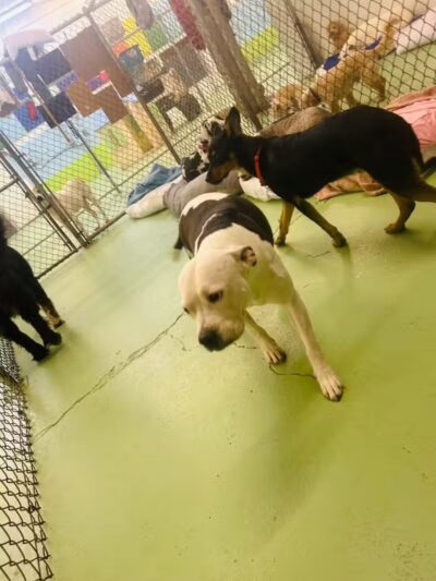 Doggyland Daycare & Boarding - Spokane Valley, WA