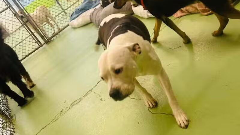 Doggyland Daycare & Boarding - Spokane Valley, WA