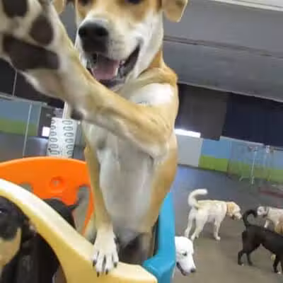 Doggyland Daycare & Boarding - Spokane Valley, WA