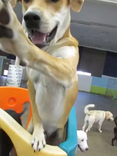 Doggyland Daycare & Boarding - Spokane Valley, WA