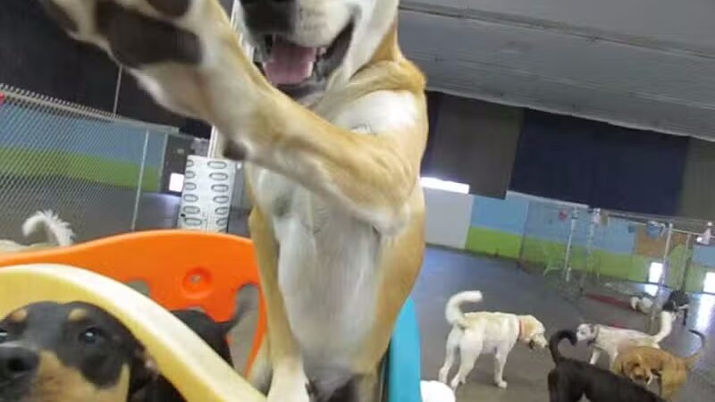 Doggyland Daycare & Boarding - Spokane Valley, WA