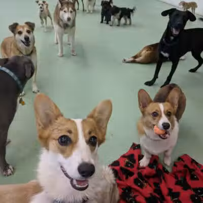 Doggyland Daycare & Boarding - Spokane Valley, WA