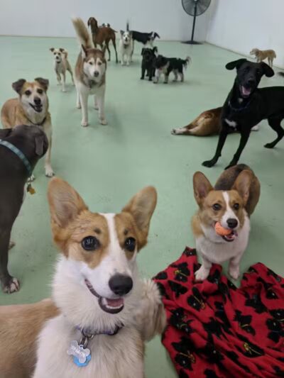 Doggyland Daycare & Boarding - Spokane Valley, WA