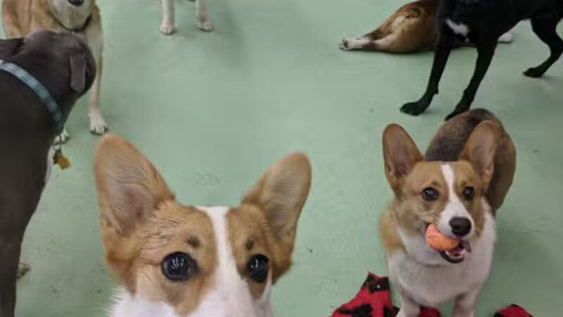Doggyland Daycare & Boarding - Spokane Valley, WA