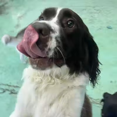 Doggyland Daycare & Boarding - Spokane Valley, WA