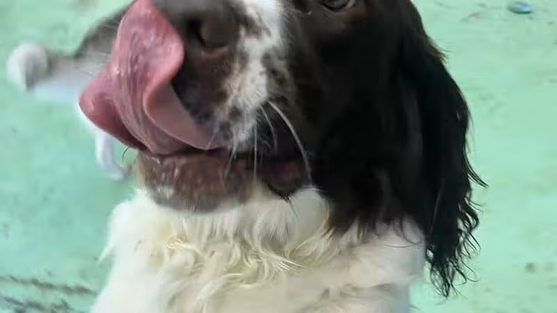 Doggyland Daycare & Boarding - Spokane Valley, WA