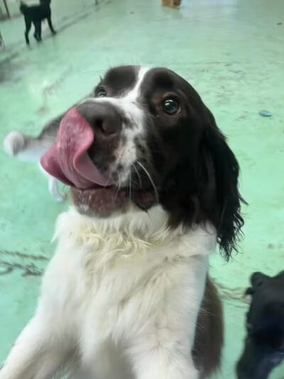 Doggyland Daycare & Boarding - Spokane Valley, WA