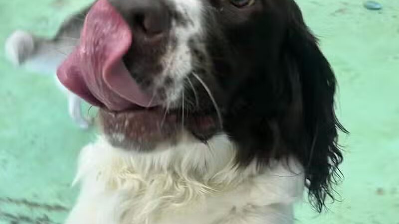 Doggyland Daycare & Boarding - Spokane Valley, WA