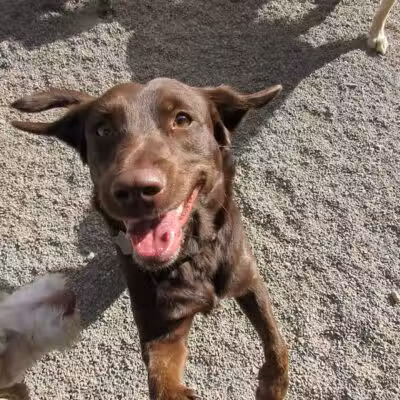 Doggyland Daycare & Boarding - Spokane Valley, WA