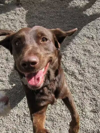 Doggyland Daycare & Boarding - Spokane Valley, WA