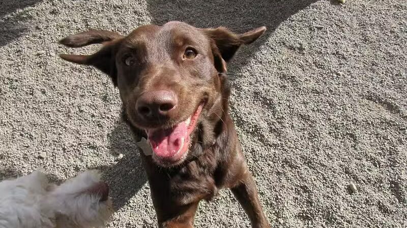 Doggyland Daycare & Boarding - Spokane Valley, WA