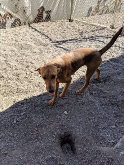 Doggyland Daycare & Boarding - Spokane Valley, WA