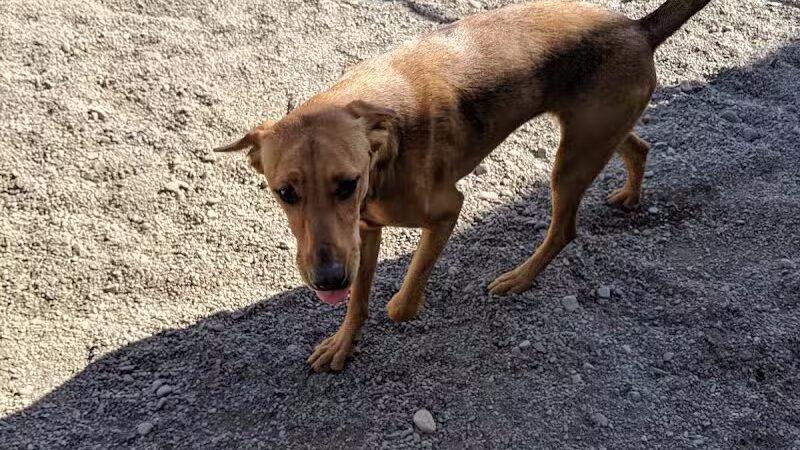 Doggyland Daycare & Boarding - Spokane Valley, WA