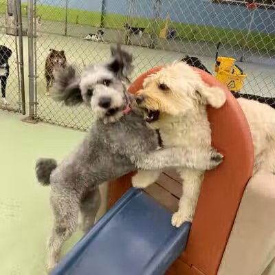 Doggyland Daycare & Boarding - Spokane Valley, WA