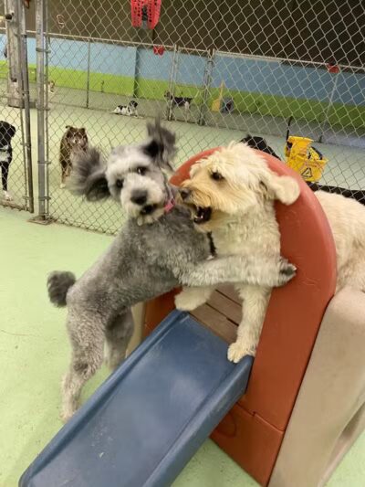 Doggyland Daycare & Boarding - Spokane Valley, WA