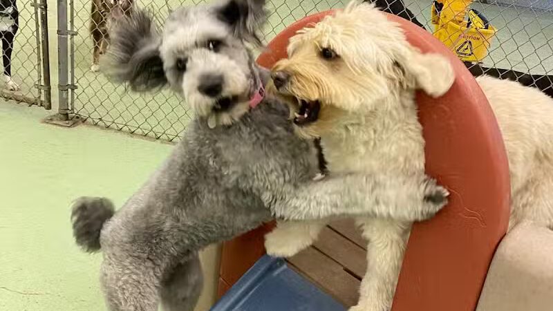 Doggyland Daycare & Boarding - Spokane Valley, WA