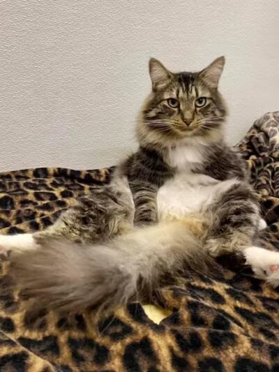 Doggyland Daycare & Boarding - Spokane Valley, WA