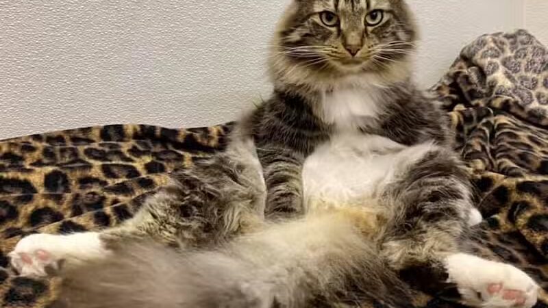 Doggyland Daycare & Boarding - Spokane Valley, WA