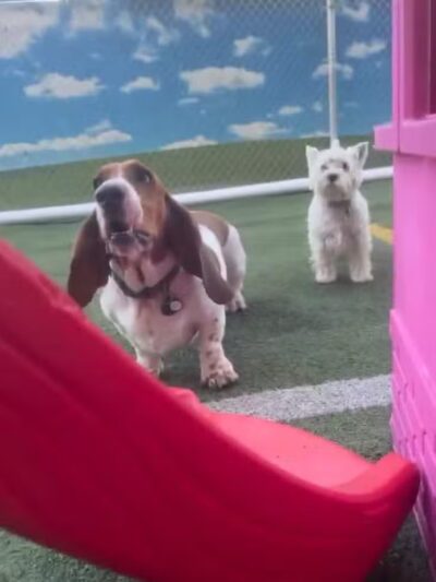 Doggyland Daycare & Boarding - Spokane Valley, WA