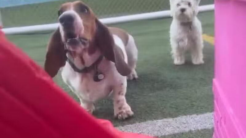 Doggyland Daycare & Boarding - Spokane Valley, WA