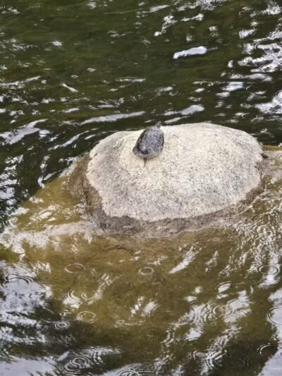 Mirabeau Point - Spokane Valley, WA