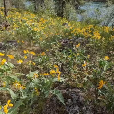 Sullivan Park - Spokane Valley, WA