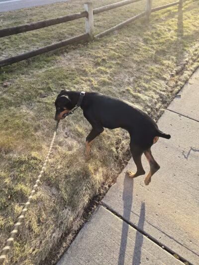 Valley Mission Dog Park - Spokane Valley, WA