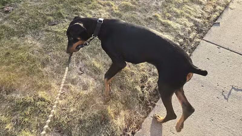 Valley Mission Dog Park - Spokane Valley, WA