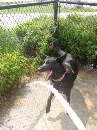 Valley Mission Dog Park - Spokane Valley, WA