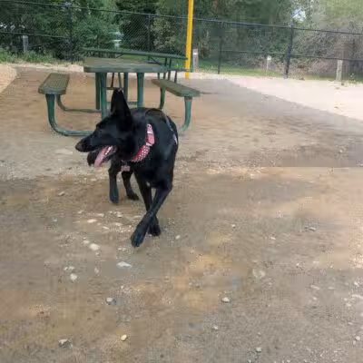 Valley Mission Dog Park - Spokane Valley, WA