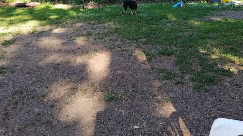 Browne's Addition Dog Park - Spokane, WA