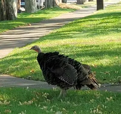 Browne's Addition Dog Park - Spokane, WA
