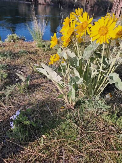 Donkey Island Trailhead - Spokane, WA