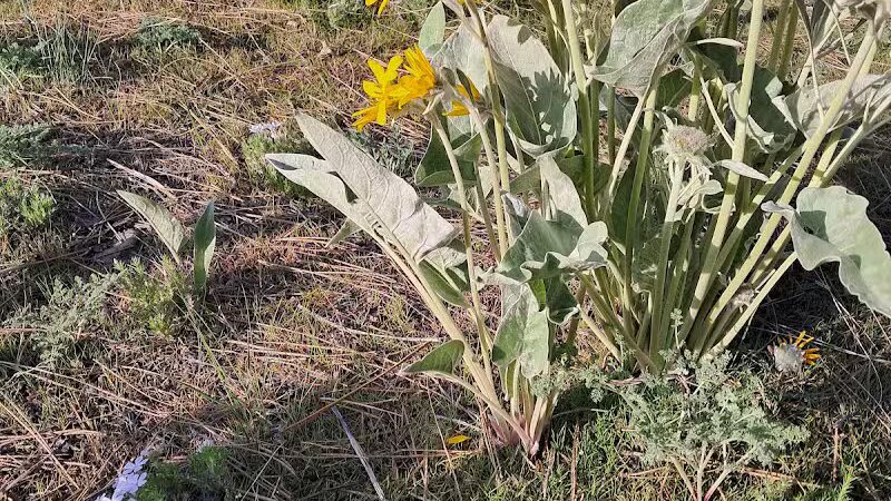Donkey Island Trailhead - Spokane, WA