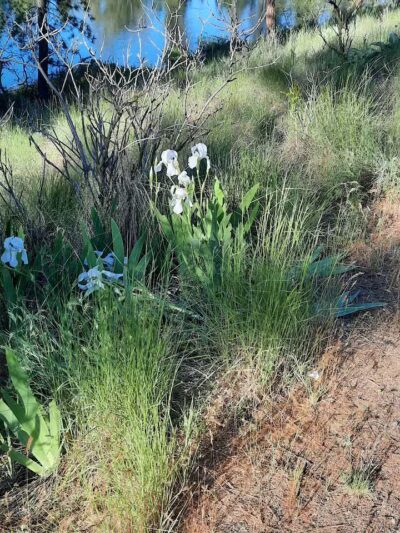 Donkey Island Trailhead - Spokane, WA