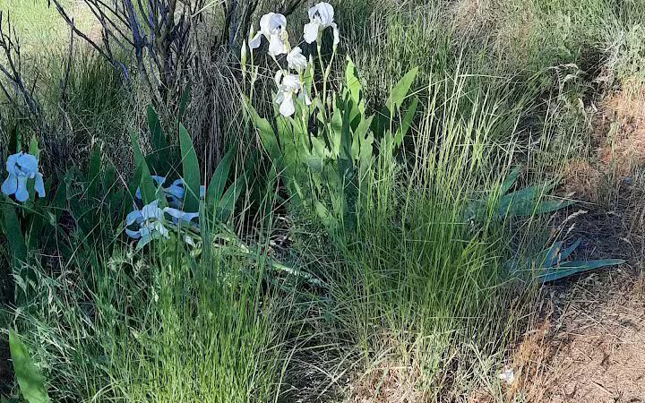 Donkey Island Trailhead - Spokane, WA