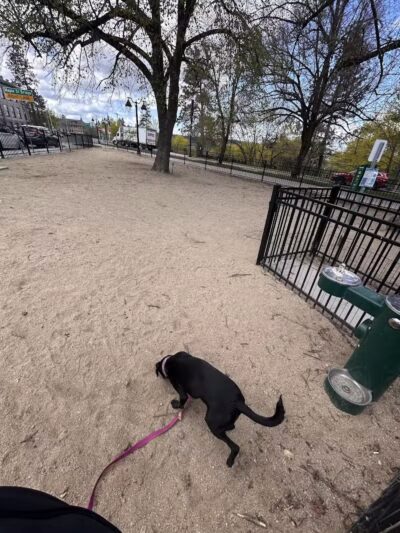 Downtown Spokane Dog Park - Spokane, WA