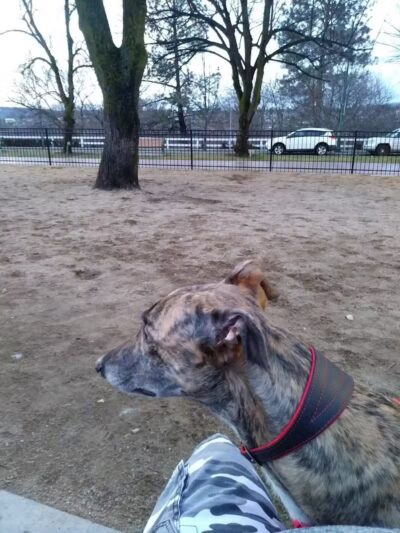 Downtown Spokane Dog Park - Spokane, WA