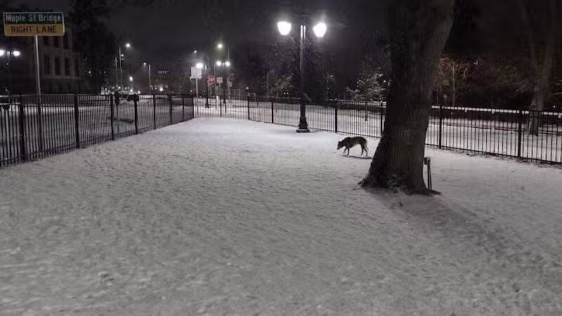 Downtown Spokane Dog Park - Spokane, WA