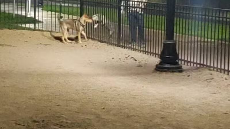 Downtown Spokane Dog Park - Spokane, WA