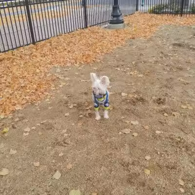 Downtown Spokane Dog Park - Spokane, WA