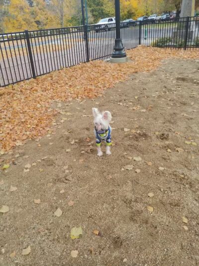 Downtown Spokane Dog Park - Spokane, WA